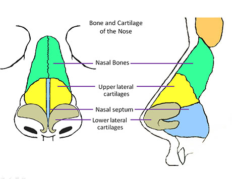 How Is Septal Surgery Done | ENT Doctor Cape Town How Is Septal Surgery Done | ENT Doctor Cape Town