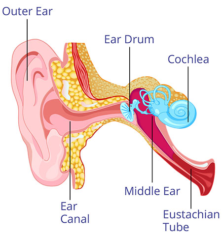Inner Ear Disease and Vertigo | ENT Doctor Cape Town Inner Ear Disease and Vertigo | ENT Doctor Cape Town
