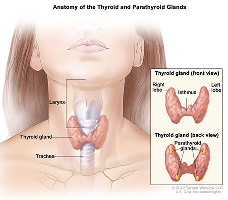 Cancer of the Thyroid Glands | ENT Doctor Cape Town