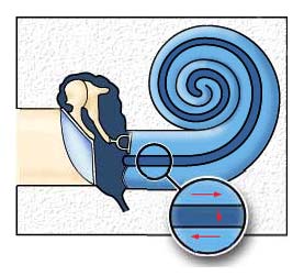 Outer Middle Inner Ear | ENT Doctor Cape Town