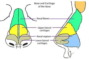 Septal Surgery | ENT Doctor Cape Town Septal Surgery | ENT Doctor Cape Town