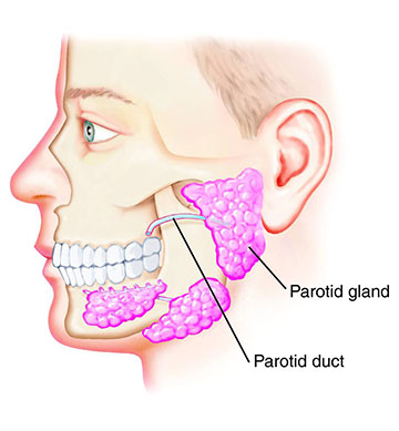 What is The Parotid | ENT Doctor Cape Town
