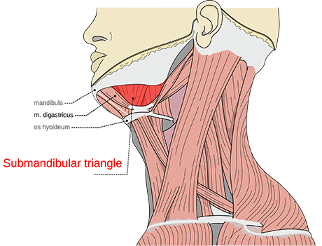 Submandibular Gland | ENT Doctor Cape Town Submandibular Gland | ENT Doctor Cape Town