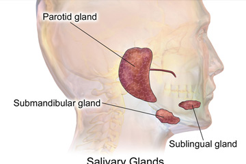 Parotid Surgery | ENT Doctor Cape Town